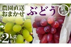 【 訳あり 】 ご家庭用 朝採れ ぶどう （品種おまかせ） 計 2kg 以上 葡萄 ぶどう ブドウ 農園直送 果物 フルーツ デザート 食べ比べ 秋 茨城県 期間限定 季節限定