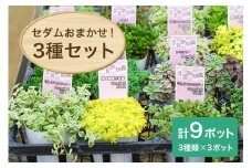 セダムお任せ 3種類×3ポットセット（合計9ポット） セダム 多肉 植物 品種 おまかせ 種類 セット 寄せ植え 観葉 苗 室内 育成 おしゃれ ギフト 贈り物 プレゼント 茨城 55-D