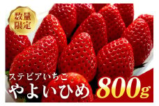 『数量限定』 ステビア栽培 朝摘み やよいひめ 800g 直売 ブランド いちご 甘い 大粒 高級 ギフト 贈答用 朝摘み ステビア 苺 イチゴ 栽培 88-A