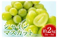 【数量限定・期間限定】 シャインマスカット 約2kg（2房～3房） マスカット ブドウ ぶどう 皮ごと食べられる ジューシー 果物 フルーツ くだもの ますかっと 白ぶどう 【9月下旬〜10月下旬順次発送予定】 54-A
