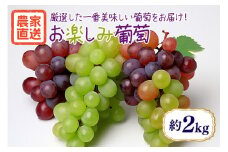 【数量限定・期間限定】 お楽しみ葡萄 約2kg ブドウ ぶどう 葡萄 マスカット 白ぶどう 皮ごと食べられる ジューシー 果物 フルーツ くだもの お楽しみ シャインマスカット ハイベリー マスカサーティーン バイオレットキング 富士の輝 BKシードレス その他品種 【9月下旬〜10月下旬順次発送予定】 54-D
