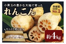 【数量限定 / 先行予約】 縁起物野菜「れんこん」 約4kg れんこん レンコン 蓮根 茨城 国産 お正月 おせち 野菜 17-M ＜11月中旬～12月上旬発送予定＞