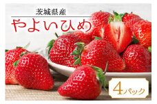【数量限定・期間限定】 やよいひめ 4パック いちご イチゴ 苺 フルーツ 果物 くだもの 国産 茨城県産 高糖度 甘い 濃厚 ジューシー スイーツ作り ケーキ作り お菓子作り 17-T
