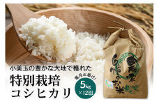 【次回令和6年10月頃発送予定】特別栽培コシヒカリ 5kg【12ヶ月定期便】 こしひかり 5キロ お米 特別栽培米 ご飯 白米  減農薬 茨城県産米 茨城産米 精米  国産 お祝い 内祝い ギフト 22-D