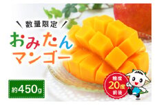 【数量限定・季節限定】おみたんマンゴー 約450g 数量限定 期間限定 先行予約 完熟 マンゴー 国産フルーツ 果物 くだもの 【7月20日～8月末まで順次発送予定】『グッド！モーニング』で紹介 19-D