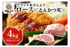 ブランド豚「ばんぶぅ」小分け ロース とんかつ用 4kg（500g×8パック） 冷凍便 4キロ  たっぷり 豚肉 豚ロース トンカツ ロースかつ ロースカツ 豚カツ ロースカツ丼 ロースかつ丼 ロースカツカレー カツ煮 かつ煮 ポークソテー ぶた肉 ブタ肉 国産 茨城県産 ギフト プレゼント お祝い ご褒美 ゲン担ぎ 験担ぎ 必勝祈願 合格祈願 42-AP