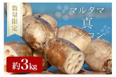【数量限定 / 先行予約】 マルタマ真レンコン 3kg れんこん レンコン 蓮根 茨城 国産 お正月 おせち 野菜 17-AC ＜9月上旬～下旬発送予定＞