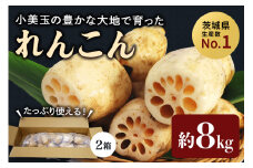 【数量限定 / 先行予約】 小美玉市小美玉市産れんこん（2箱）約8kg れんこん レンコン 蓮根 茨城 国産 お正月 おせち 野菜 17-AD ＜11月中旬～12月上旬発送予定＞