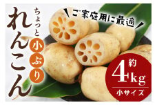 【数量限定 / 先行予約】 ご家庭用ちょっと小さめ れんこん 約4kg れんこん レンコン 蓮根 茨城 国産 お正月 おせち 野菜 17-AF ＜11月中旬～12月上旬発送予定＞