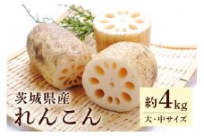 れんこん（大・中サイズ） 4kg 野菜 れんこん レンコン 蓮根 国産 8月上旬～2月中旬まで順次発送予定 51-A
