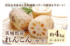 れんこん（中・小サイズ） 4kg 野菜 れんこん レンコン 蓮根 国産 8月上旬～2月中旬まで順次発送予定 51-B