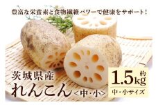 れんこん（中・小サイズ） 1.5kg 野菜 れんこん レンコン 蓮根 国産 8月上旬～2月中旬まで順次発送予定 51-C