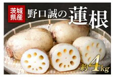 野口誠の蓮根 約4kg れんこん レンコン 蓮根 野菜 国産 期間限定 57-A