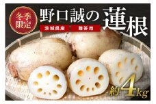 【 冬季限定 贈答用 】 野口誠の蓮根 約4kg れんこん レンコン 蓮根 野菜 国産 期間限定 57-B