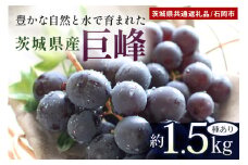 【数量限定・先行予約】 巨峰 約1.5kg（種あり） 《8月20日～9月30日発送予定》 ぶどう ブドウ 葡萄 果物 くだもの フルーツ (茨城県共通返礼品 石岡市) 67-E
