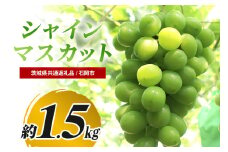 【数量限定・先行予約】 シャインマスカット 約1.5kg 《9月1日～10月10日発送予定》 ぶどう ブドウ 葡萄 果物 くだもの フルーツ (茨城県共通返礼品 石岡市) 67-F