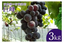 【数量限定・先行予約】 巨峰 3kg ぶどう ブドウ 葡萄 果物 フルーツ 国産 【8月20日～9月末発送予定】 70-G