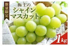 【数量限定・先行予約】 シャインマスカット 数量限定 1kg 農園直送 期間限定 果物 フルーツ ブドウ 葡萄 ぶどう 冷蔵 国産 小美玉市 【2025年8月下旬以降発送】 70-I