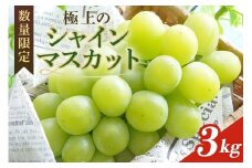 【数量限定・先行予約】 シャインマスカット 数量限定 3kg 農園直送 期間限定 果物 フルーツ ブドウ 葡萄 ぶどう 冷蔵 国産 小美玉市 【2025年8月下旬以降発送】 70-K