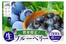 《数量限定・期間限定》 【アイの玉】毎日！朝摘み生ブルーベリー(2L) 数量限定 期間限定 ブルーベリー フルーツ 果物 くだもの 冷蔵 大粒 新鮮 生果 国産 73-A 【2025年6月15日より順次発送予定・7月31日に受付終了】