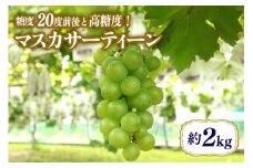 【数量限定・期間限定】 マスカサーティーン 約2kg マスカット ブドウ ぶどう 葡萄 皮ごと食べられる ジューシー 果物 フルーツ くだもの 白ぶどう 【9月1日〜9月末順次発送予定】 54-C