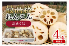 訳あり品【最高級Bigれんこん珠美】真空品 4kg 期間限定 れんこん 真空 パック 保存 レンコン 蓮根 訳あり 贈答 お祝い 贈り物 国産 77-D