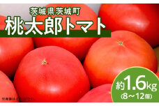 568 桃太郎トマト 約1.6kg 8～12個 品種 ブライト 甘み 糖度 6度以上 先行予約 【3～5月発送予定】