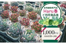 591 Haru春で使える1,000円分チケット（500円×2枚）