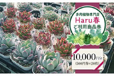 594 Haru春で使える10,000円分チケット（500円×20枚）