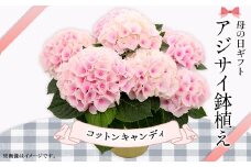 612【母の日ギフト】アジサイ鉢植え（品種：コットンキャンディ） 母の日 感謝 プレゼント
