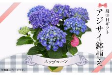 613【母の日ギフト】アジサイ鉢植え（品種：ホップコーン） 母の日 感謝 プレゼント