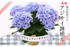 615【母の日ギフト】アジサイ鉢植え（品種：フロレンティーナブルー） 母の日 感謝 プレゼント