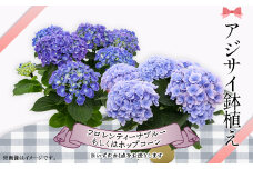 616 アジサイ鉢植え（品種：フロレンティーナブルーもしくはホップコーン） 感謝 プレゼント