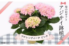 614【母の日ギフト】アジサイ鉢植え（品種：フロレンティーナピンク） 母の日 感謝 プレゼント
