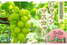 349 シャインマスカット 3房～5房 1.2kg 平澤園芸