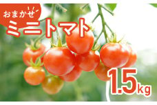 454 ミニトマト 1.5kg 甘い JA 水戸 茨城 2025年8月頃から順次発送予定