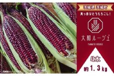 450 とうもろこし 大和ルージュ 4本 約1.3kg 赤 レッド ヤマト 野菜 クール便 冷蔵 食べきり 先行予約 2025年7月上旬～下旬頃発送予定