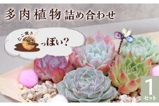 461 多肉植物たにこ焼き（ななしさん） 1セット