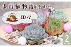 462 多肉植物たにこ焼き（ななしさん） 2セット