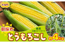 494 とうもろこし 味来 10本入り 約4kg スイートコーン 黄色 先行予約 2025年10月中旬～11月上旬ころ発送予定