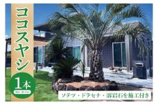 ココスヤシ 幹高約1.5m１本・ソテツ・ドラセナ・溶岩石【施工込み】 ヤシの木 ヤシ リゾート ガーデン 自宅 別荘 南国 庭木 観葉植物 大洗町