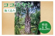 ココスヤシ 幹高約1.5m【施工込み】ヤシの木 ヤシ リゾート ガーデン 自宅 別荘 南国 庭木 観葉植物 大洗町
