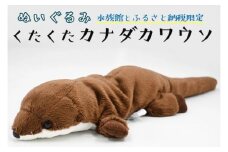 ぬいぐるみ カワウソ アクアワールド 大洗 オリジナル グッズ 茨城 水族館 くたくたカナダカワウソ かわうそ 限定