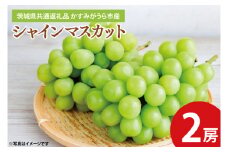 シャインマスカット 2房 <2024年8月上旬～11月下旬頃に順次発送予定> 【茨城県共通返礼品 かすみがうら市産】 旬 新鮮 葡萄 ブドウ マスカット 果物 フルーツ 茨城県 特産品