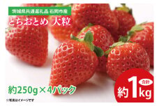 とちおとめ 大粒 約1kg (約250g×4パック) <2025年1月上旬～3月下旬頃に順次発送予定 > 【茨城県共通返礼品 石岡市産】 いちご 苺 イチゴ くだもの 果物 フルーツ 茨城県産 特産品