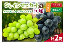 ＜のし付き＞お中元　シャインマスカットと巨峰桐箱入り計2房　県内共通返礼品 (BR153)