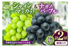 桐箱入りナガノパープル1房・シャイマスカット1房　県内共通返礼品:かすみがうら市産 (BR164)