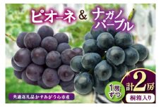 桐箱入りナガノパープル1房・ピオーネ1房　県内共通返礼品:かすみがうら市産 (BR165)