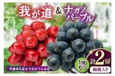 桐箱入りナガノパープル1房・我が道1房　県内共通返礼品:かすみがうら市産 (BR166)