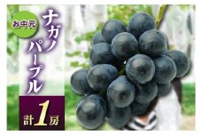お中元ナガノパープル1房　県内共通返礼品:かすみがうら市産 (BR167)
